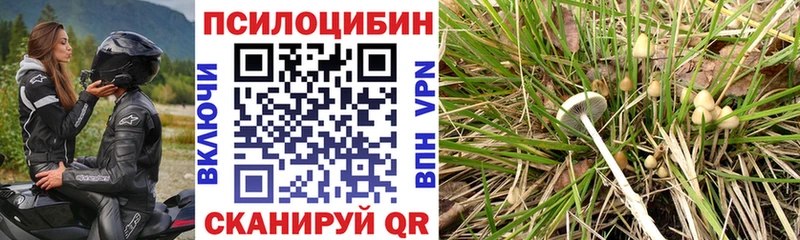 Псилоцибиновые грибы Cubensis  купить   Козловка 
